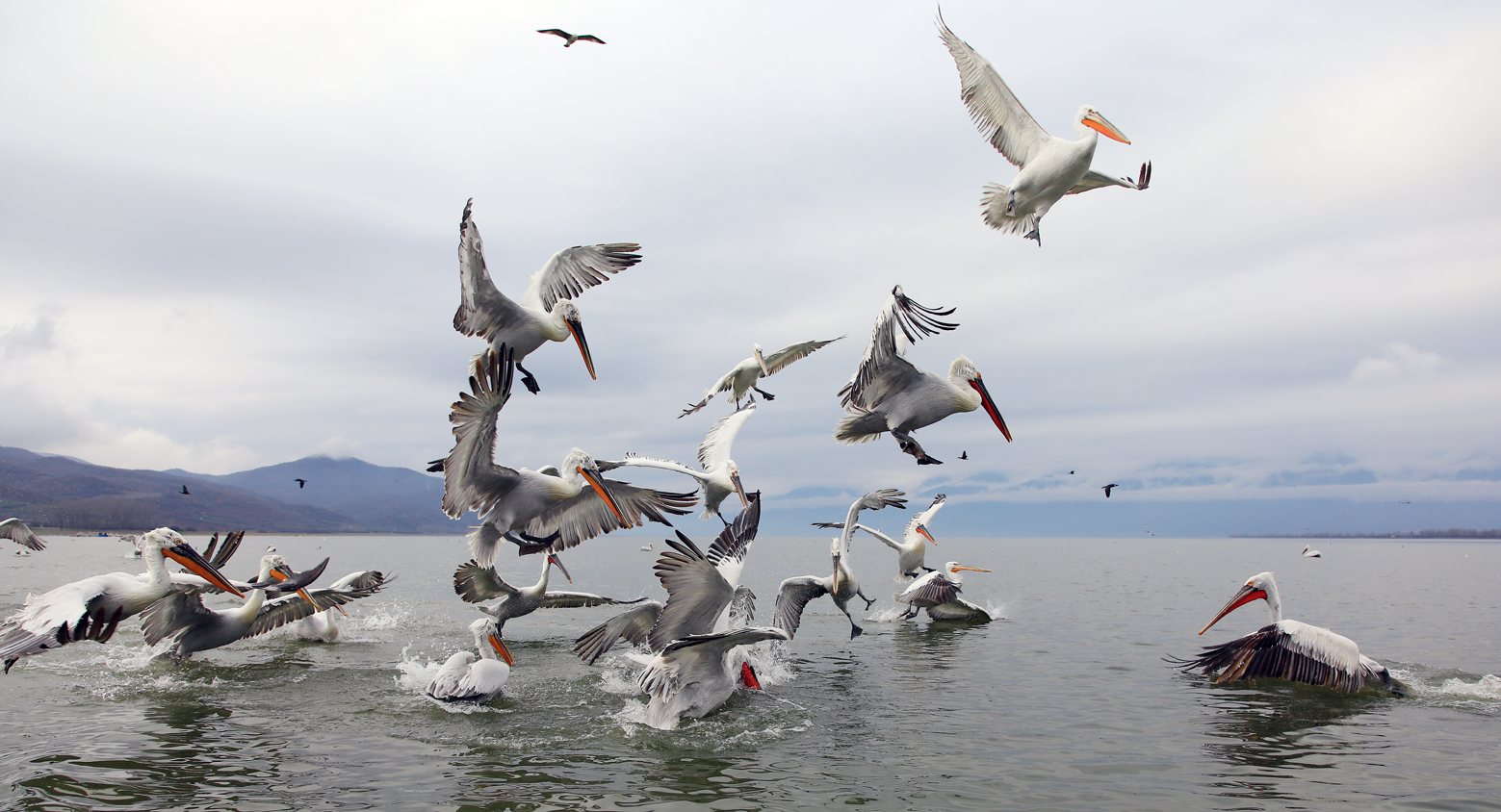 Pelicans & Large Birds of Prey Photography (Bulgaria & Greece) -NEW-